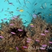 anthias_purple_ccr_mb_h_0041_png6071.jpg